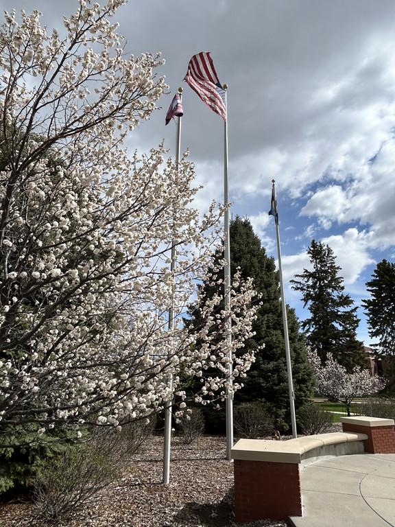 Flags and trees blooming