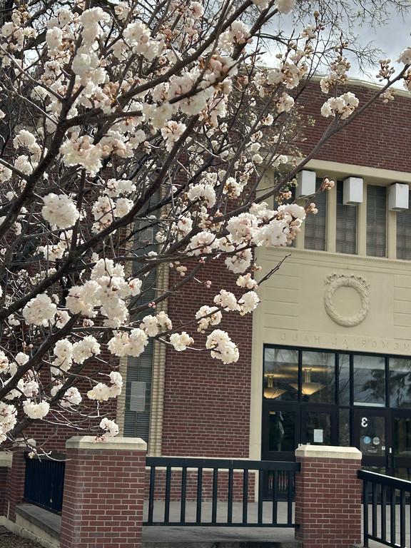 Tree blossoms in front of brick building